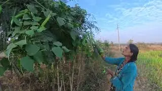 🌾Village🏕️ farming 🌾in India #viral #village #viralvideo #random #video 