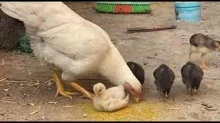 Beautiful Mother Hen Raising Baby Chicks