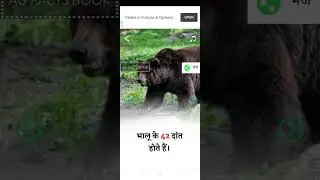 Funny cute animals vidoos of Dogs cats kittens and pet babies for playing in 2021