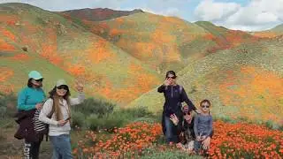 Walker canyon poppy fields March 2019