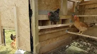 Homesteading in Ireland: Chicken coop modifications.