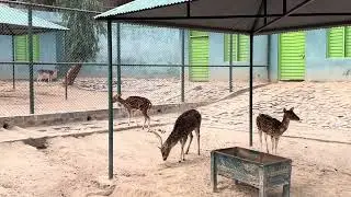 Deers In Swat Zoo 