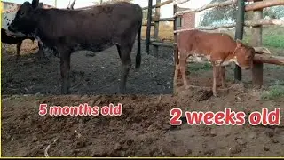 Calf Growth - 2 weeks old vs  5 months old