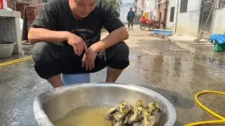 七只狮头鹅到家第四天就给它们洗了个热水澡，洗完也太可爱了吧！ #狮头鹅 #狮头鹅养殖 #狮头鹅洗澡 #农村生活 #返乡创业 #2023新农人计划