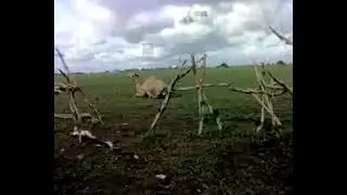 الشاعر محمدودالبشير المهيدي