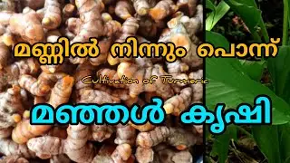 മണ്ണിൽ നിന്നും പൊന്ന്( മഞ്ഞൾ കൃഷി)#cultivation #agriculture #agriculturelife #farming#youtube#video 