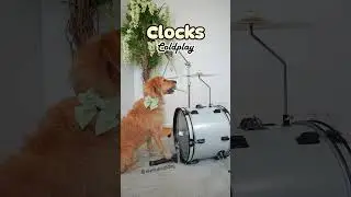 Cute dog plays drums 'Clocks' by Coldplay #drummerdog #dogplaysdrums #dogplaysmusic #dogtricks #dogs