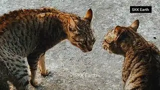 The sound of two female cats fighting.दो बिल्लियों की लड़ाई।। Cat fighting 