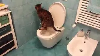 Gatti che usano il water 😀