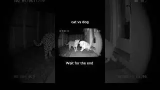 Leopard Attacks Dog! Shocking Security Camera Footage😢