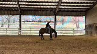 6YO mare by Magnum Chic Dream
