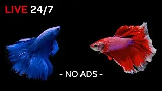 Betta Fish 24/7 with Relaxing Piano Music | Fish Screensaver in Black Aquarium 🐠