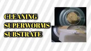 How to clean superworms substrate