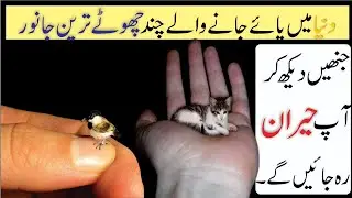 Top 5 Smallest Animals In The World l AllFactX