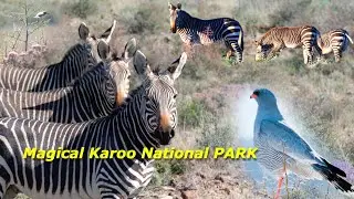 Karoo Visit and Commentary || Karoo National Park 2022