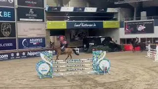 6 y old mare by Vigo D&rsquo;Arsouilles x Zirocco Blue 