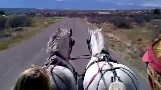 Driving Big Drafts! Horse Adventures Part II | Mr. Jim's Kiddzz