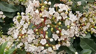 TOUT SAVOIR SUR LE LAURIER-TIN OU VIORNE D'HIVER UN ARBUSTE FACILE, IDÉAL POUR TOUS LES JARDINS