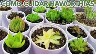 como cuidar haworthias donsuculento