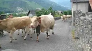 Transhumance in the Vallee d'Ossau - Pyrenees, France