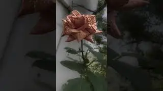 Rose 🌹 photo Lightroom and Picsart edit, water drops on the rose, nature flower mobile photography