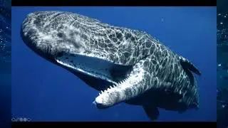 Gaelin Rosenwaks | Sharing the Water with Sperm Whales