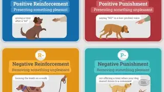 全方位平衡訓犬到底是什麼槪念