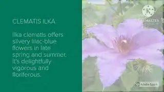 Clematis variety