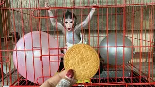 Baby Monkey Popo Is Hungry