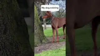 Red Doberman #doberman