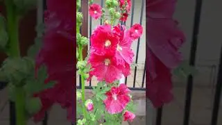 🌺 Delphinium Flor Fucsia Espuela de Caballero Planta Ornamental Flores para el Jard&iacute;n #shorts