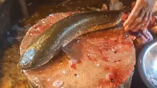 Amazing SNAKEHEAD SOLA Fish Cutting & Cleaning Fast Live Video | Bangladesh Fish Market