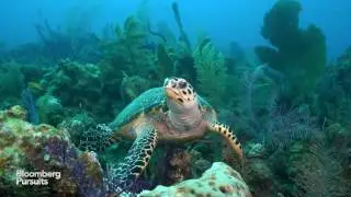 Cuba's Secret Scuba Dive Site Is One of a Kind