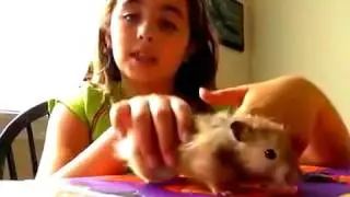 Copy of safe and not safe hamster stuff !!!!