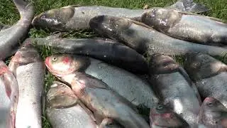 SNAGGING ASIAN CARPS NONSTOP 7 8 20