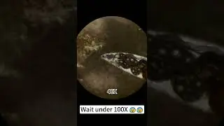 Lamb is beautiful at 400x under a microscope! #underthemicroscope #microscope #science #shorts
