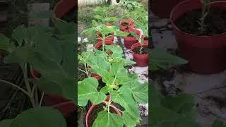 C&aacute;ch trồng hoa van tho