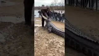 Bigfoot vs Giant Animals 👣🔥 | Epic Real-Life Battles