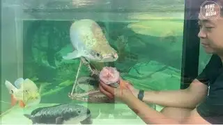 Incredible of Aquarium Setup: Betta Fish, Goldfish, Tropical and Koi Fish Care Tips #124