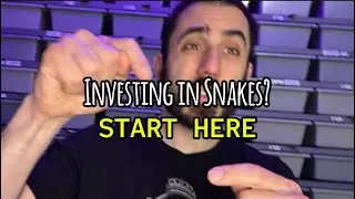 How to Invest in Ball Pythons (Wisely)