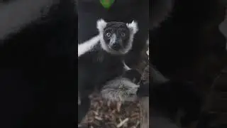 Evolutionary Wonders in Madagascar Virtual Program Trailer