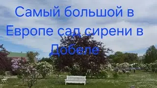 Самый большой в Европе сад сирени в Добеле,Латвия.