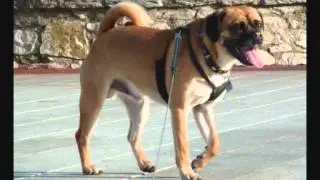Dexter The Puggle in The Bay (remix)