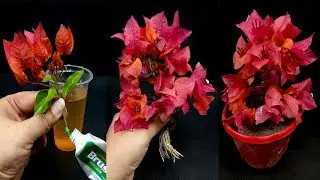 How to Grow Bougainvillea from Cutting In A Toothpaste & Turmeric Powder Water