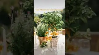 Outdoor Wedding Decor Ideas | The Wedding Planner