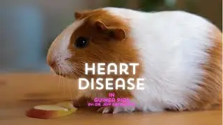 Heart Disease in Guinea Pigs