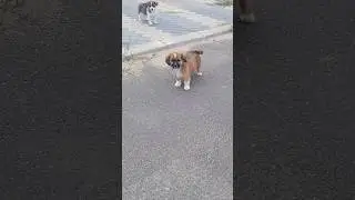 Little dogs 🐶 are relaxing in the parking lot / Маленькие пёсики 🐕 отдыхают на парковке + #dogs