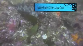 San Carlos Beach Dive #2