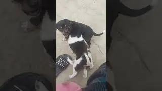 Dog #bacha#1millionviews