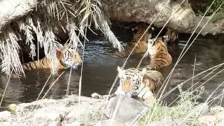 Tiger Awareness
